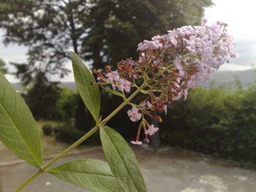 Buddleja davidii